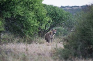 A Second Look at Hyenas, Part 2