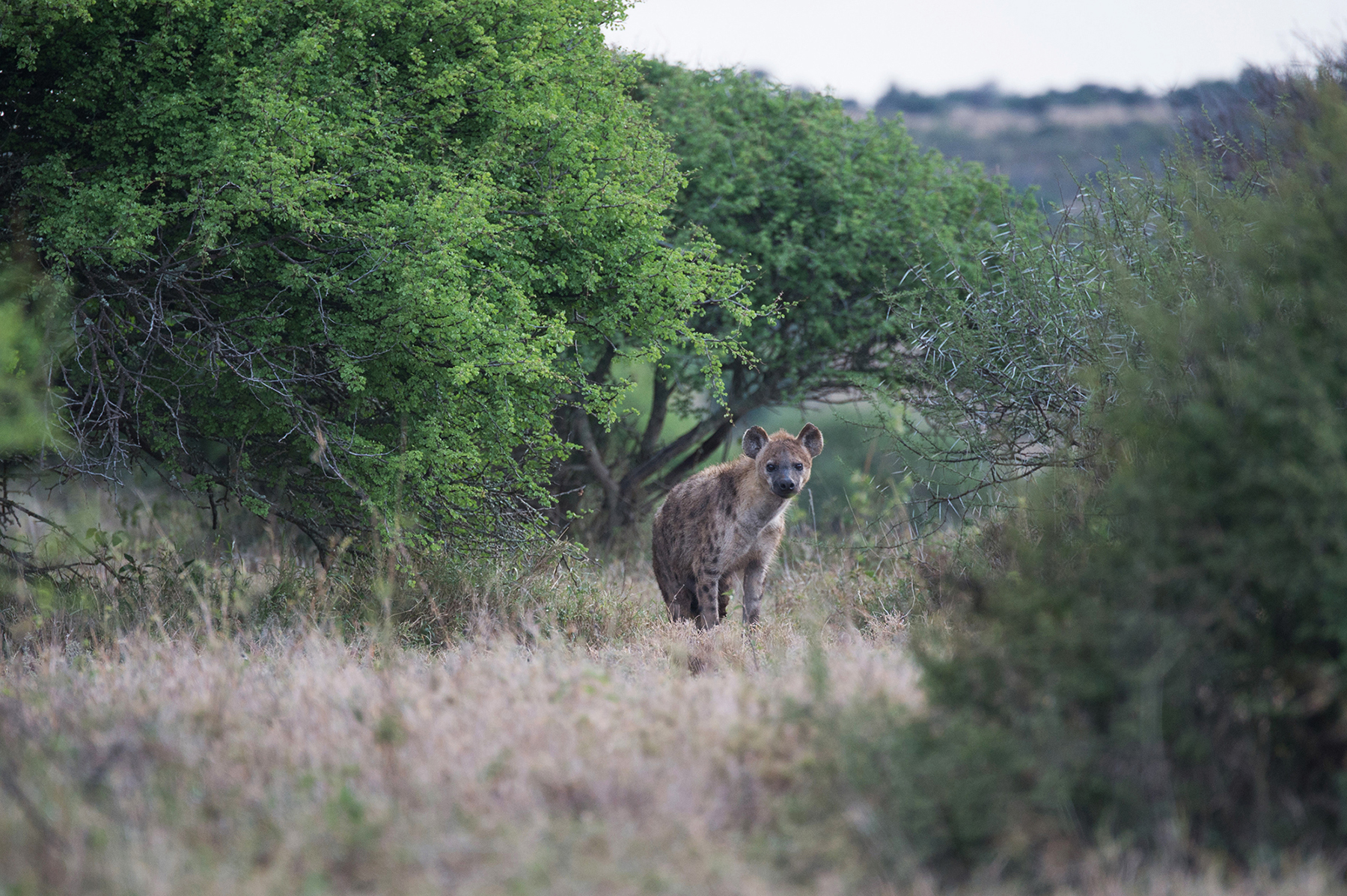 A Second Look at Hyenas, Part 2