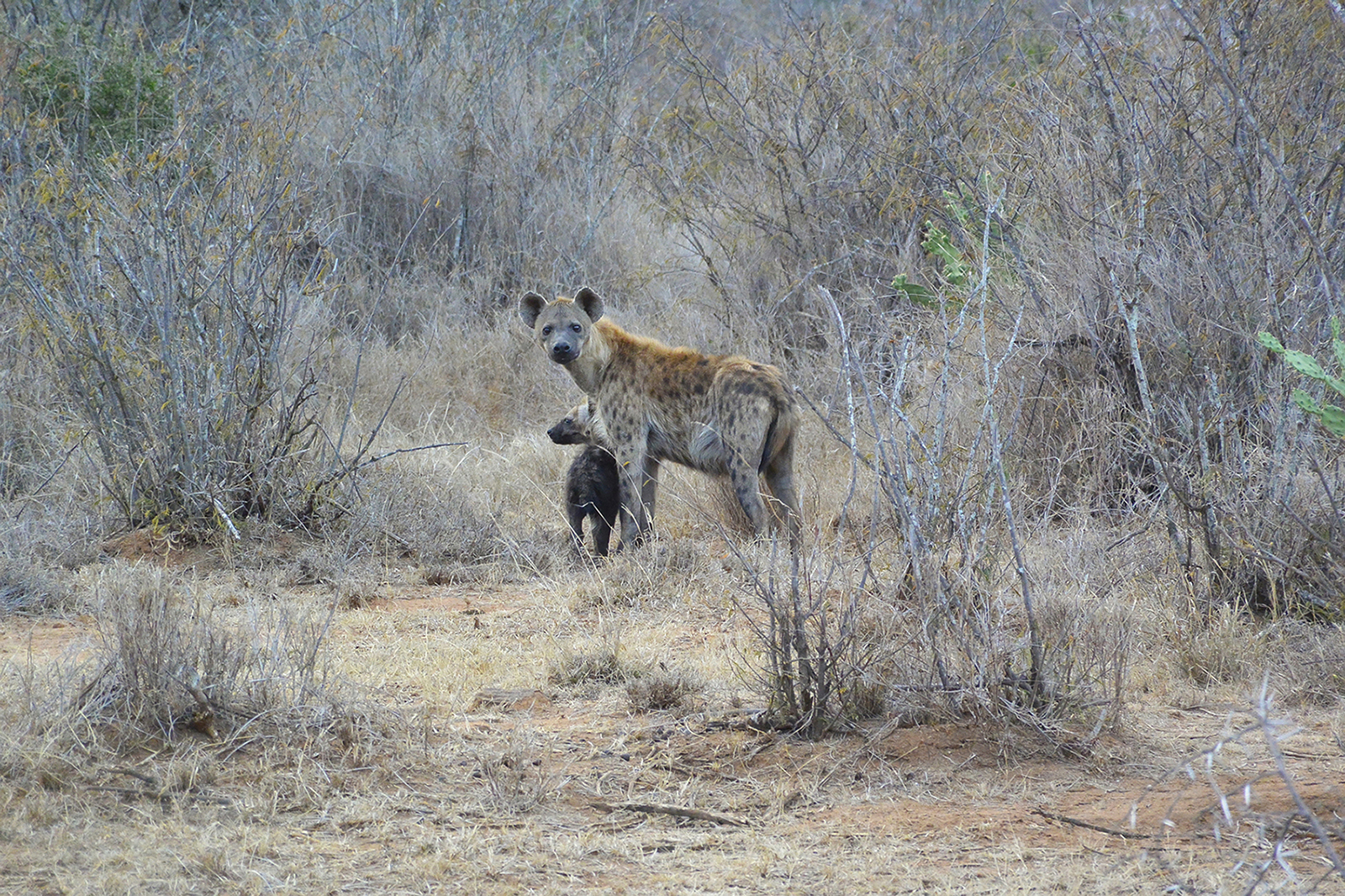 A Second Look at Hyenas, Part 1