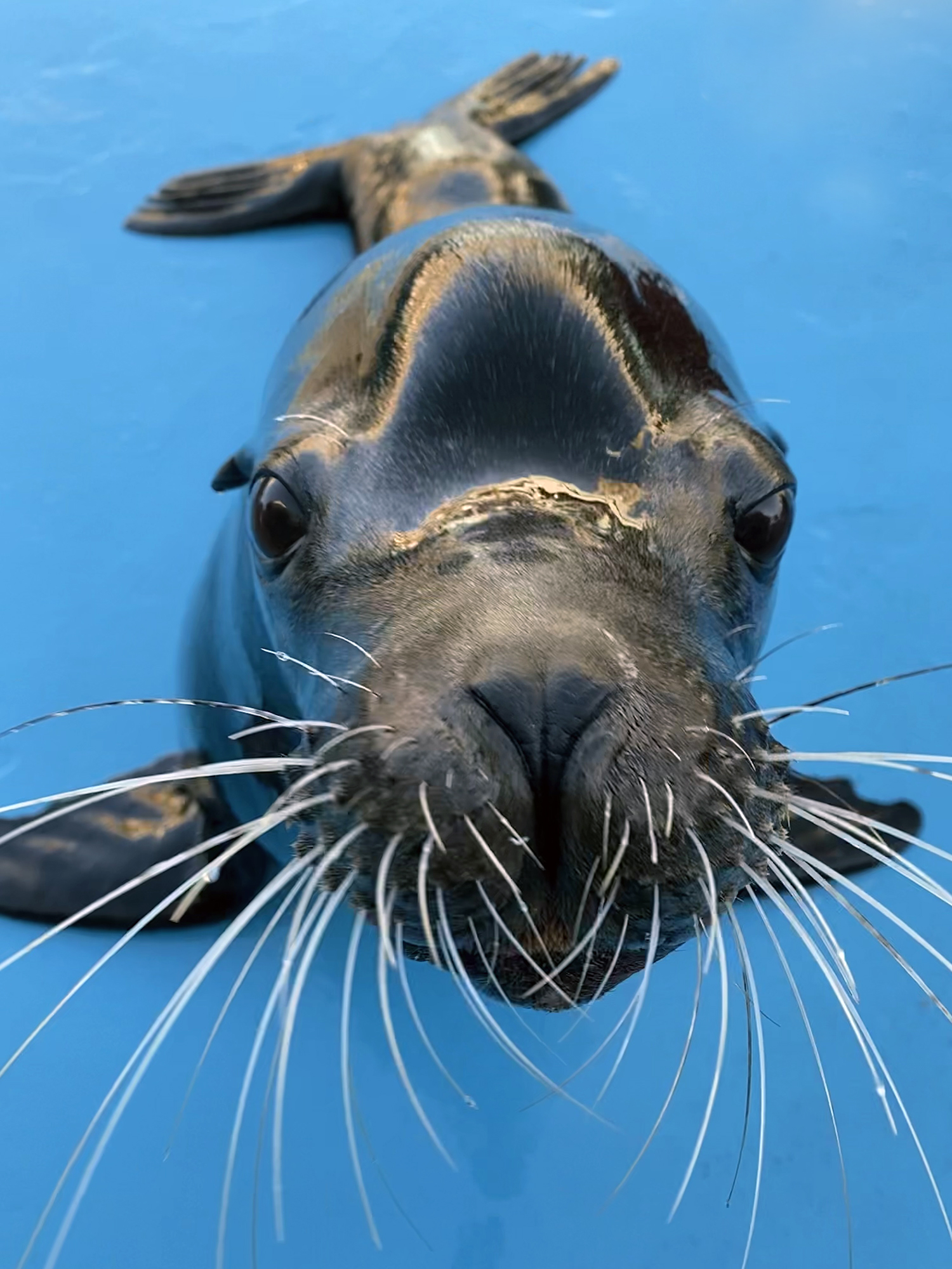 Whiskers: Sea Lion Super Sensors