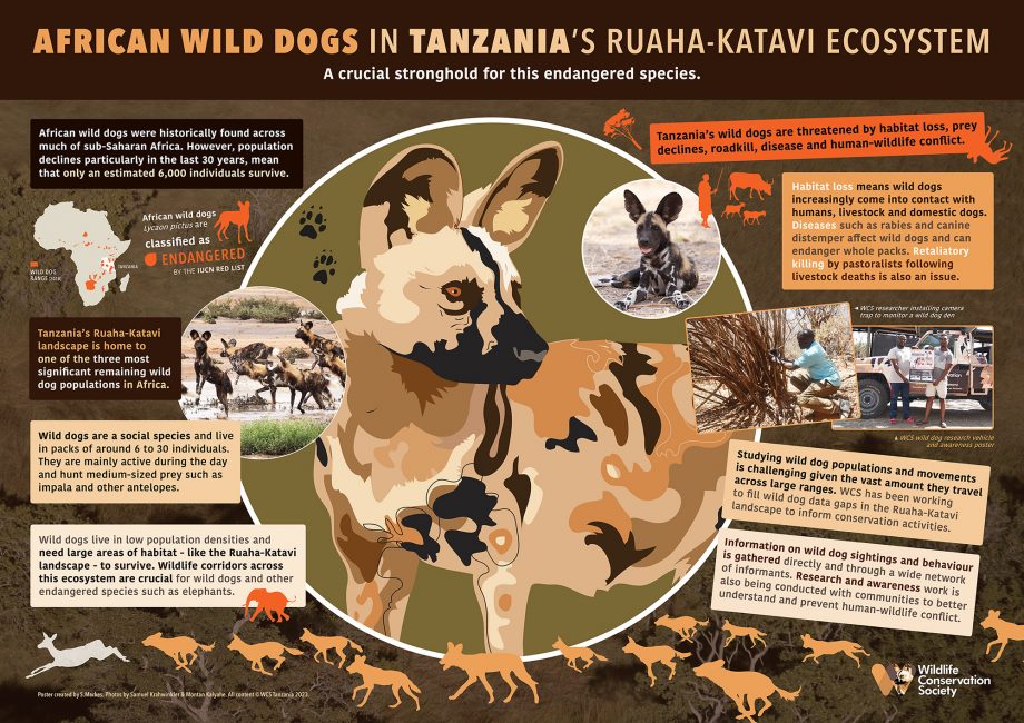 Wild Dog Research and Conservation
