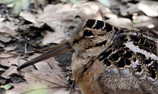 American Woodcock: A Bird That Blends In