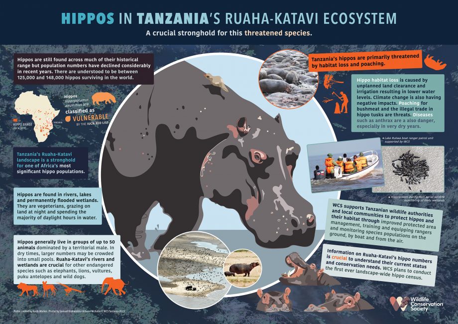 Protecting Tanzania’s Hippos