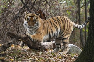 Tigers: Reverence to Recovery