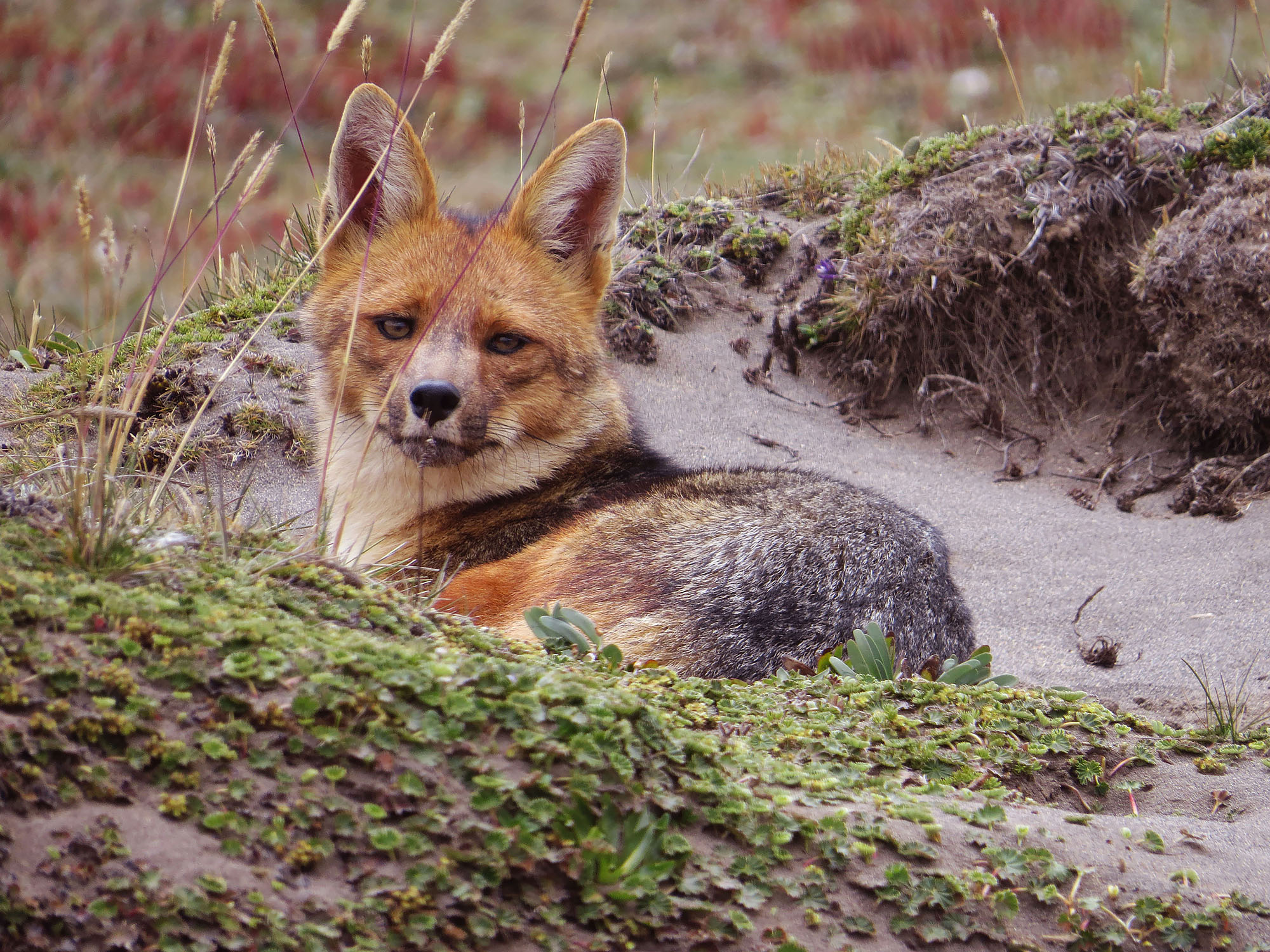 Fox Tales, High Andean Wonders