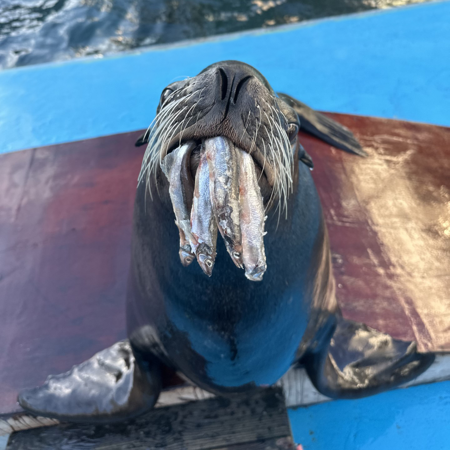 What Do Sea Lions Eat?