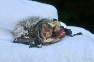 Beneficent Bat, Part 1