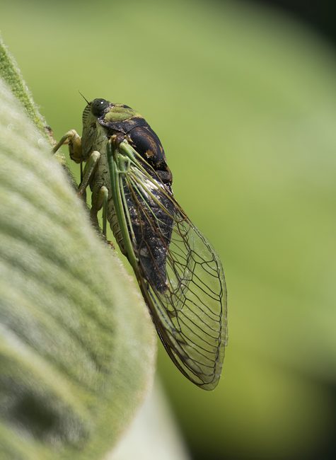 Dog-day Cicadas