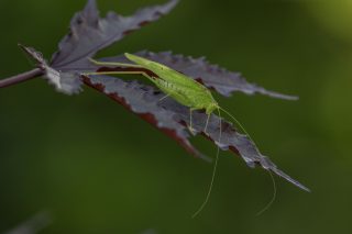 The Katydid Song