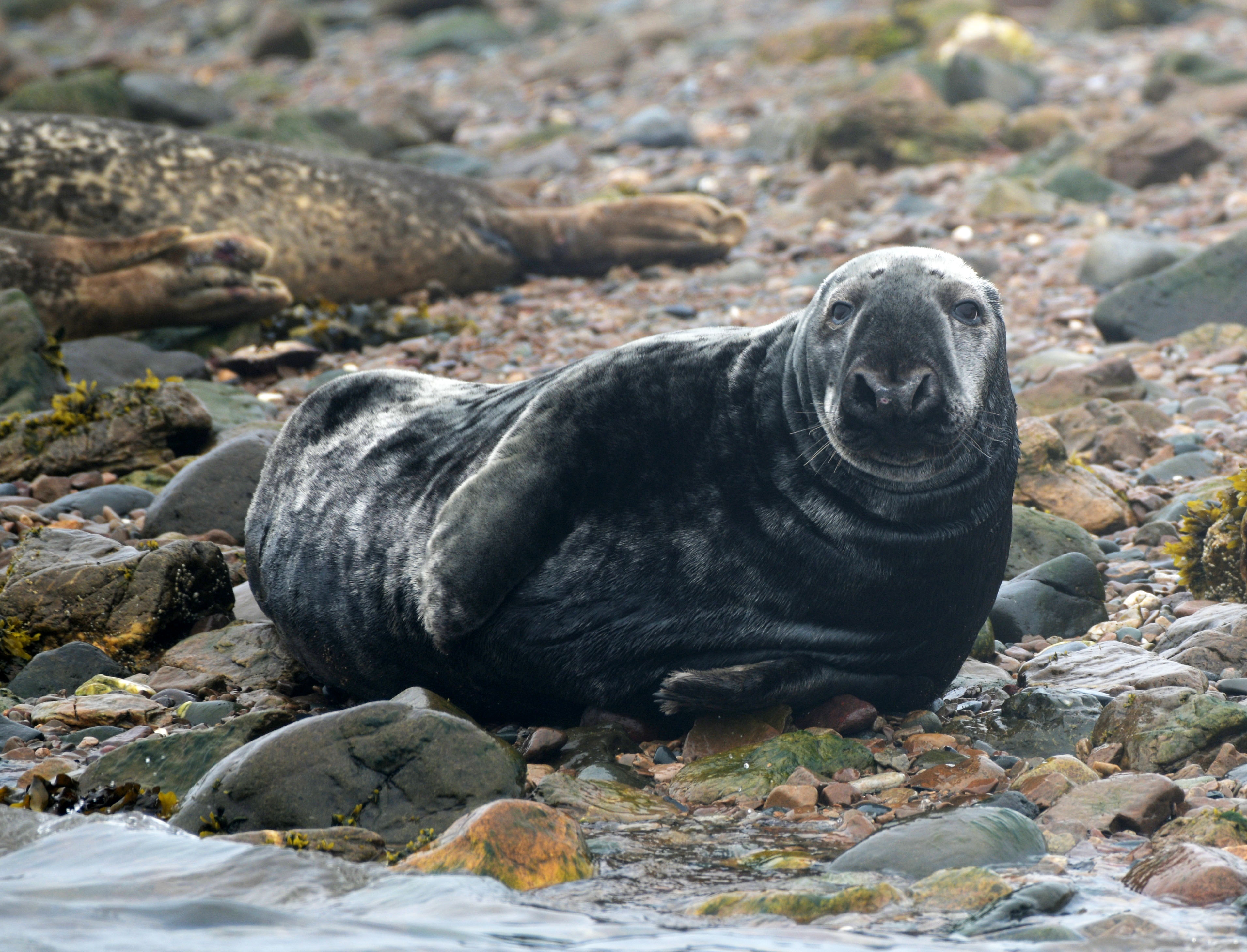 How to ID a Gray Seal