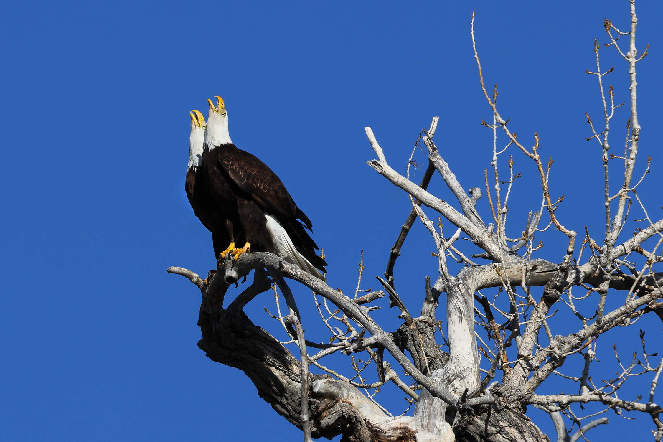 Eagle Duet