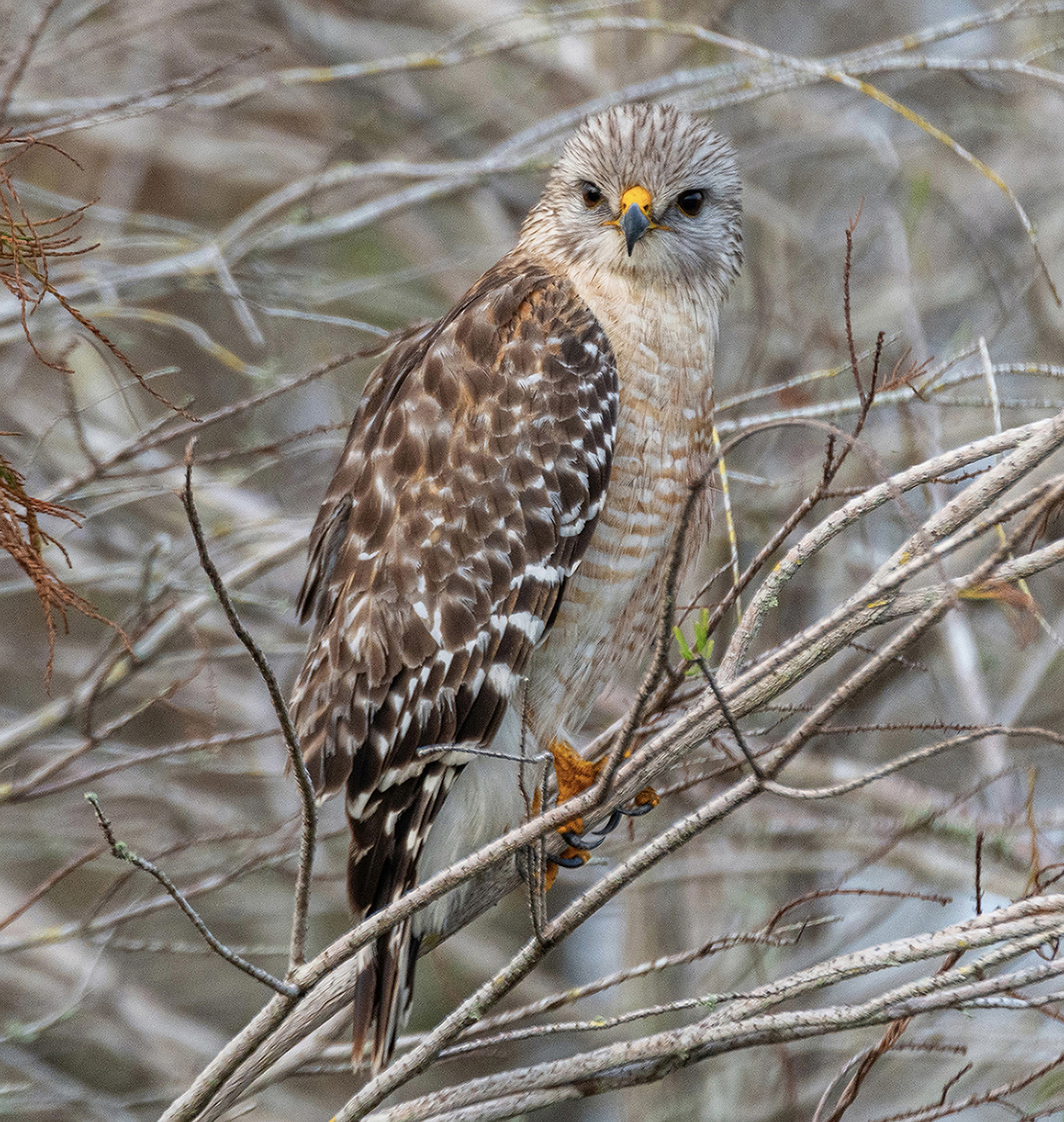 Red-shouldered Raptor