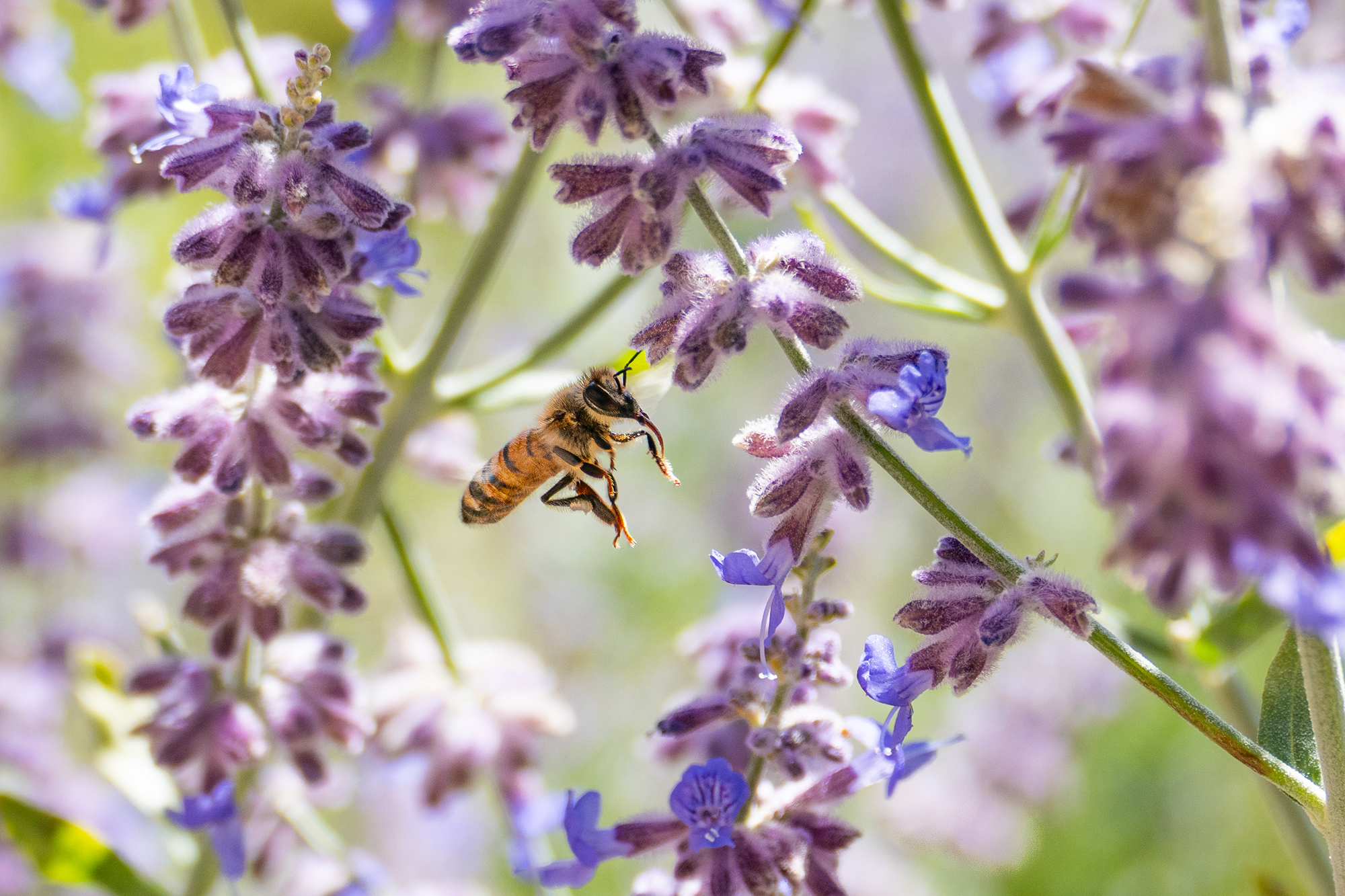 Busy Bees