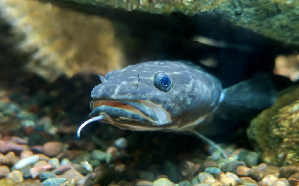 Nothing Beats a Cool Fish on a Hot Summer Day