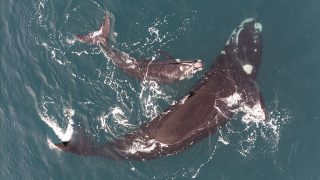 Whale Bond from Above