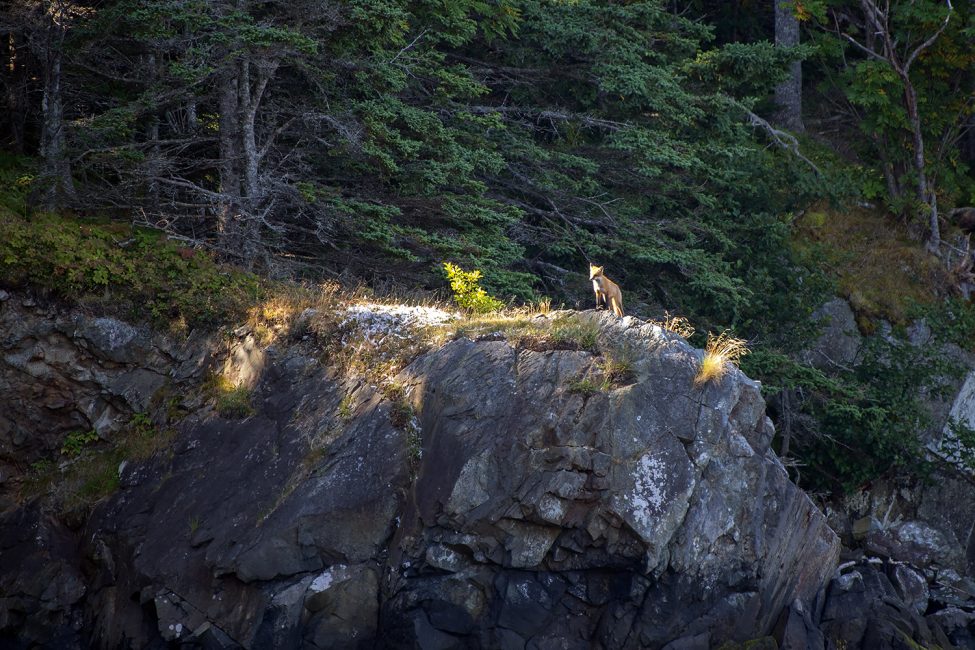 Fox on the Rocks