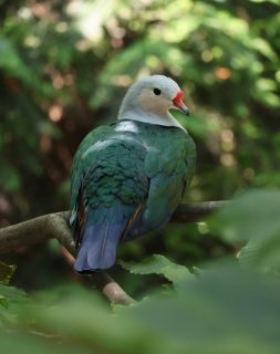 Picture-perfect Pigeon