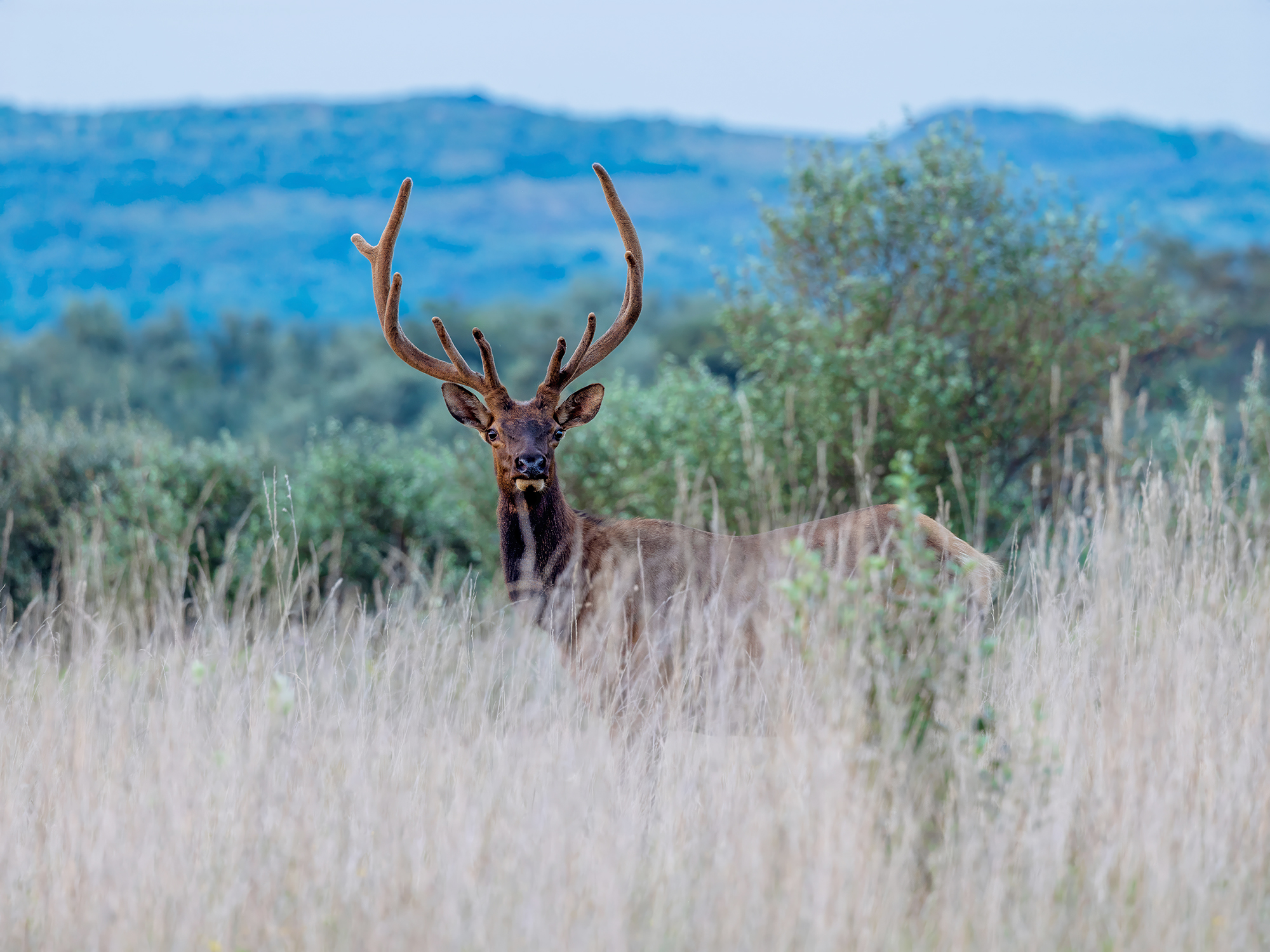 Elk in Velvet: Majestic Presence