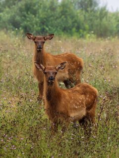 An Elk Adventure