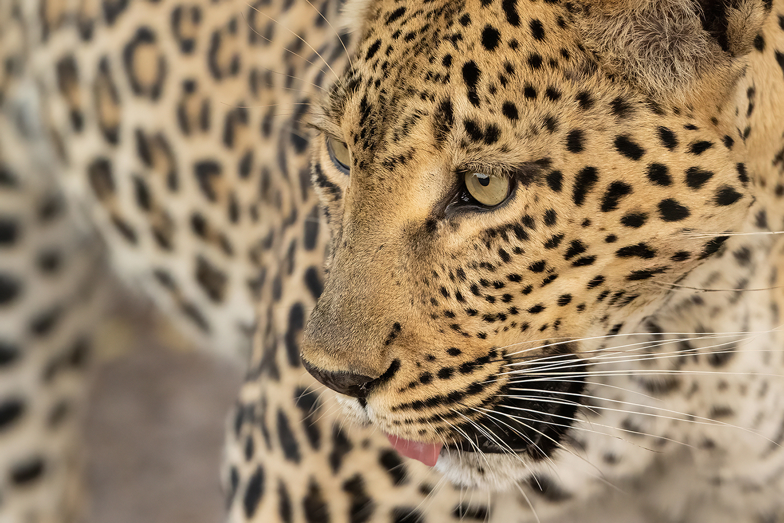 Beauty of the Pattern