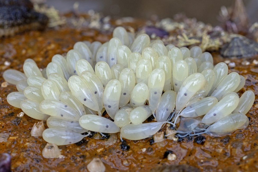 New Life Beneath the Tides