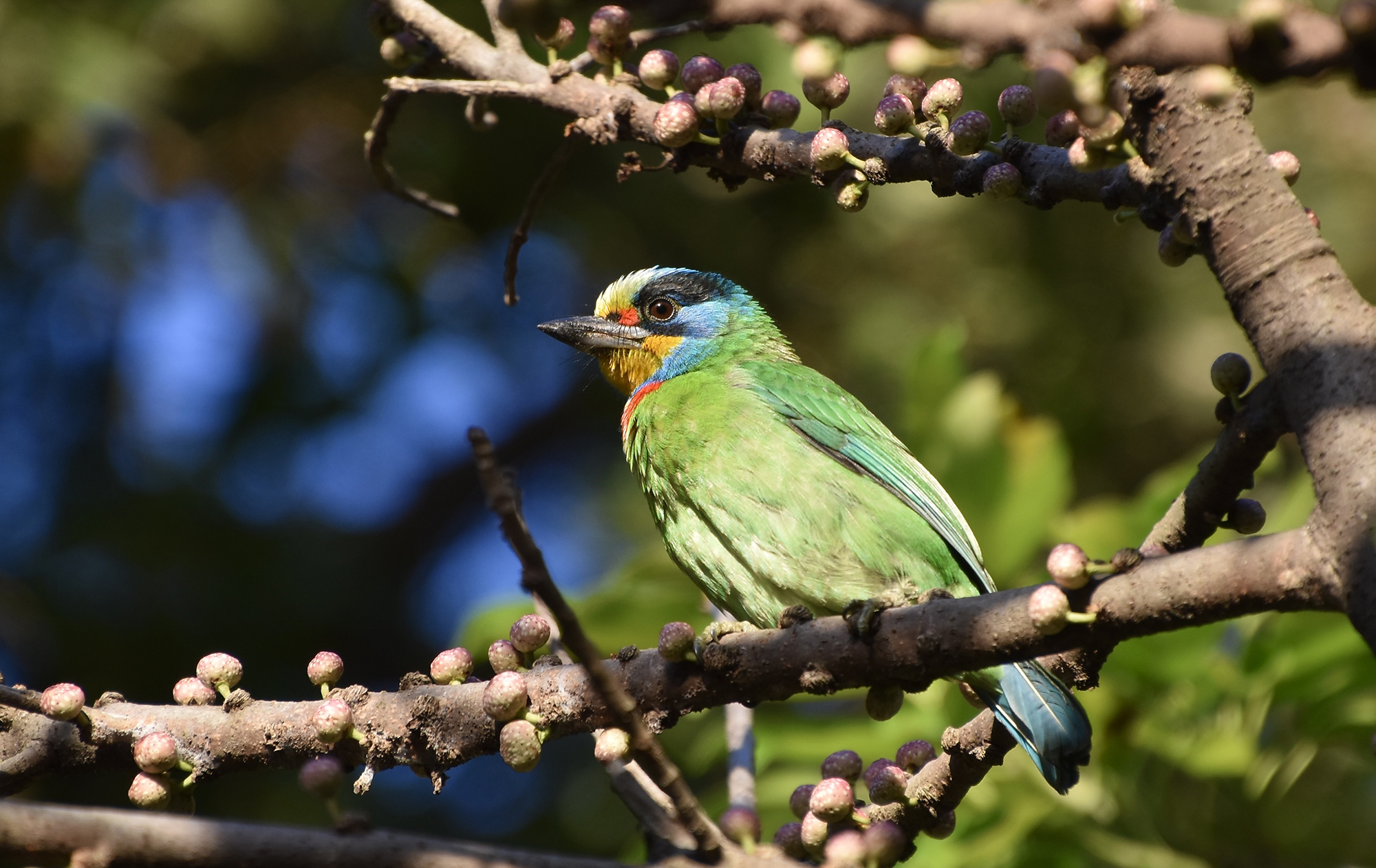 The Many Colors of the Taiwan Barbet