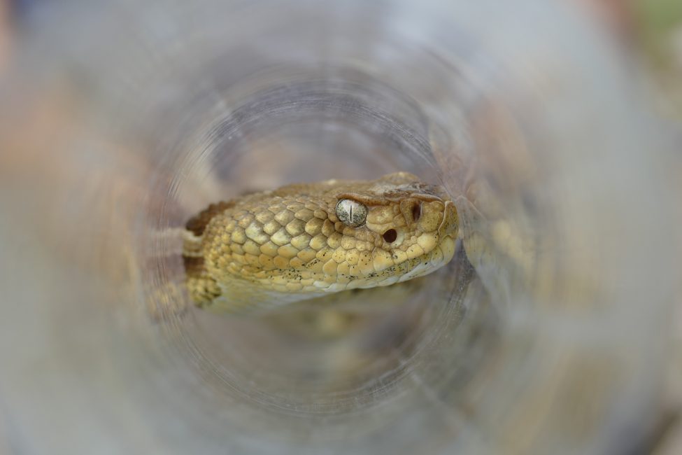 Thermal Vision: A Rattlesnake’s Hidden Sense