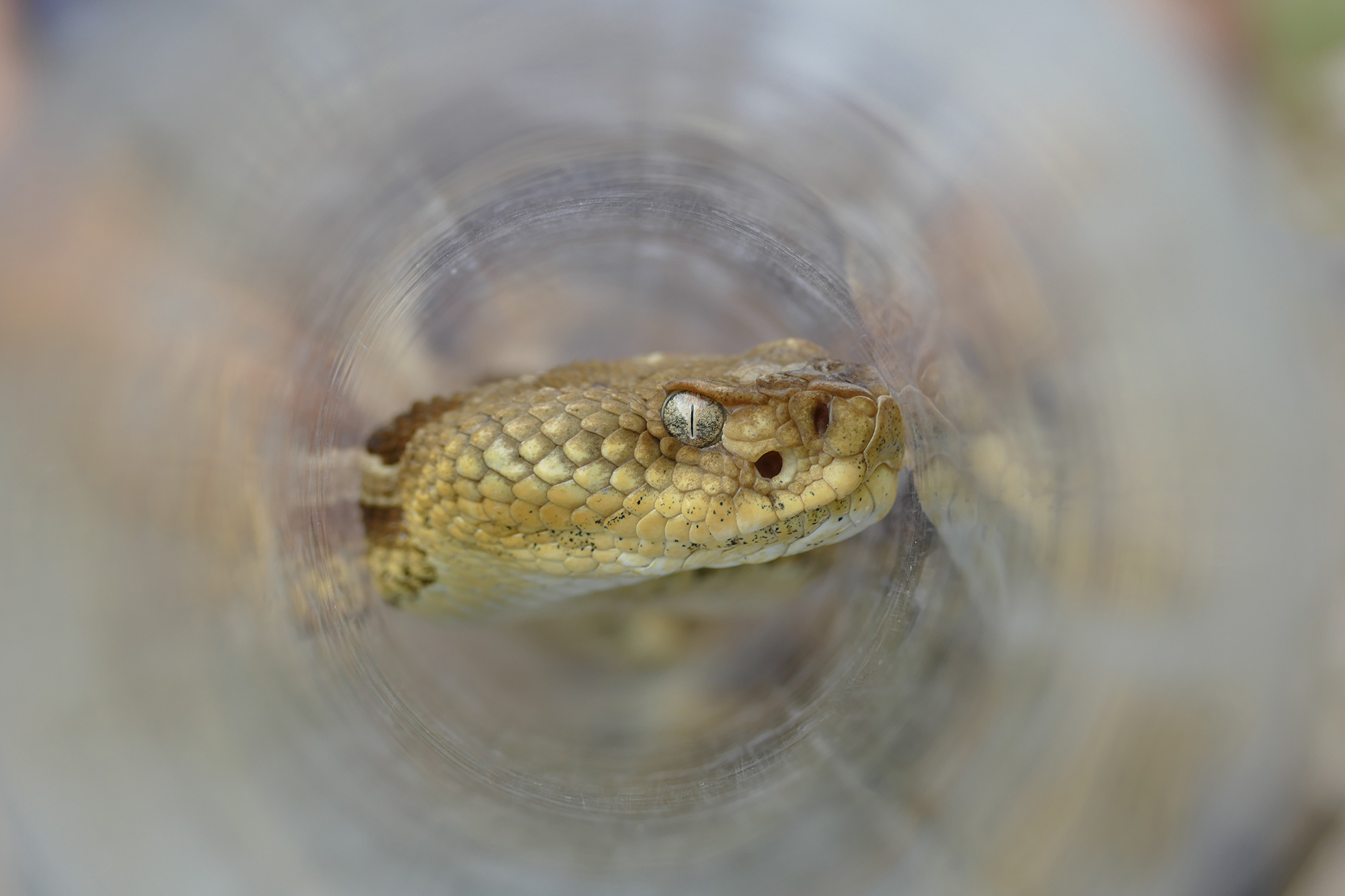 Thermal Vision: A Rattlesnake’s Hidden Sense