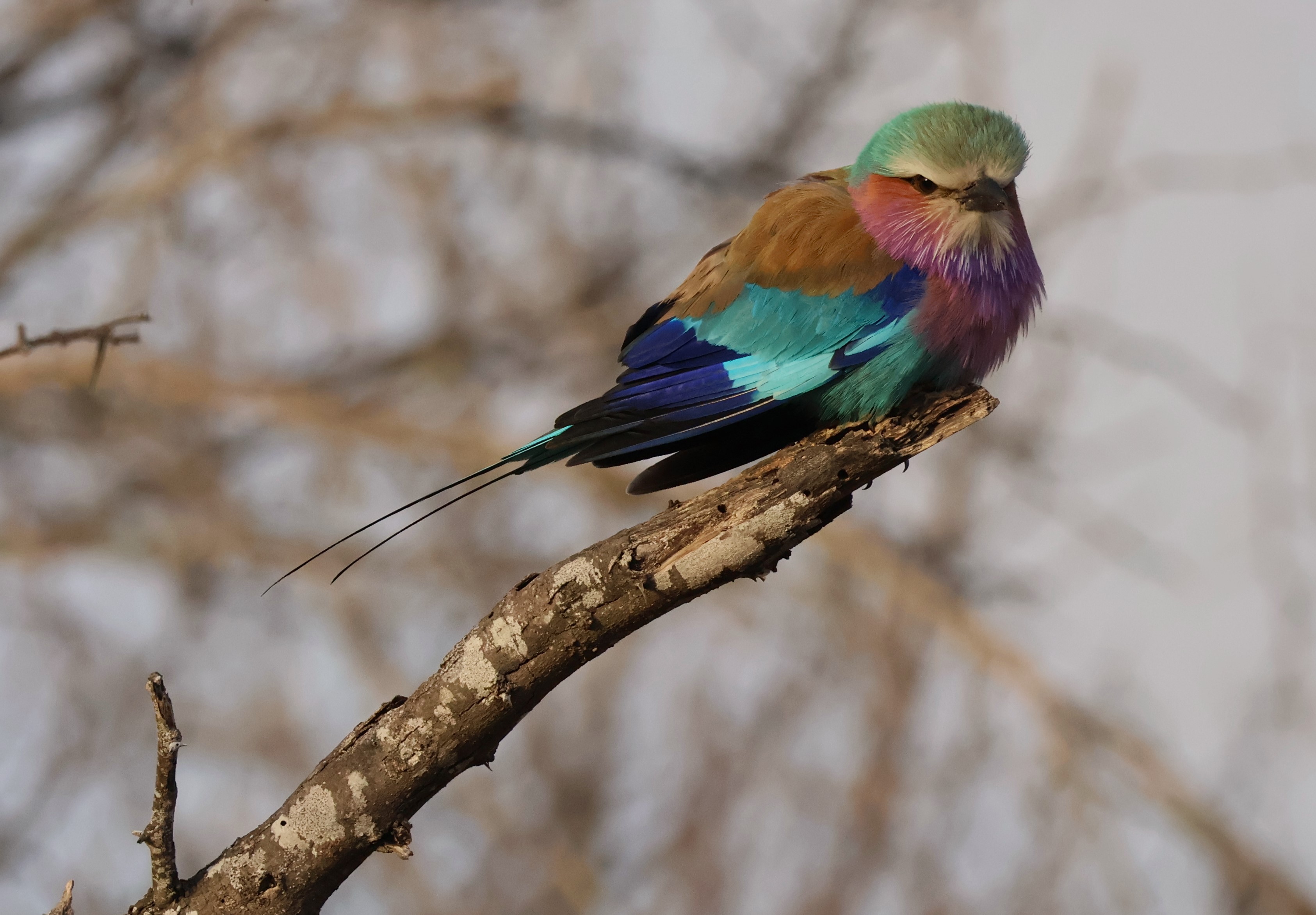 Brilliantly Colored Bird