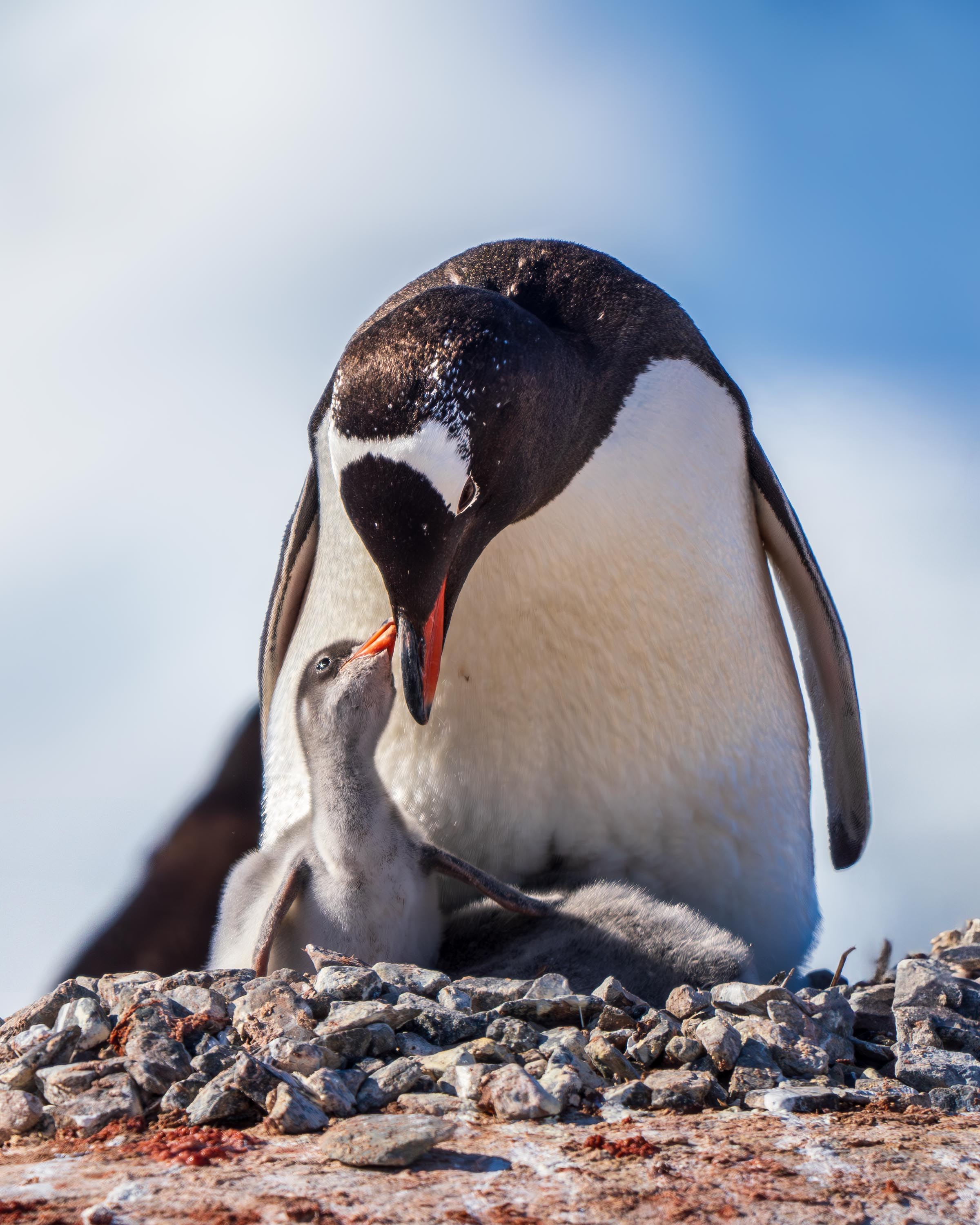 Penguins in a Wondrous Place – Part 2