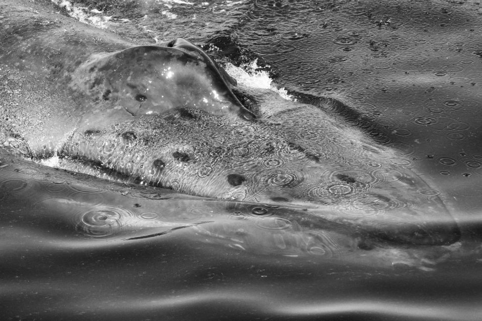Ripples and Refraction