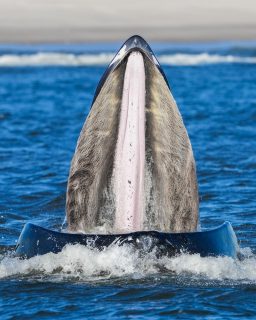 What Big Baleen You Have…