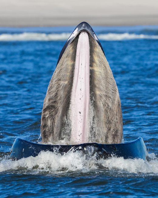 What Big Baleen You Have…