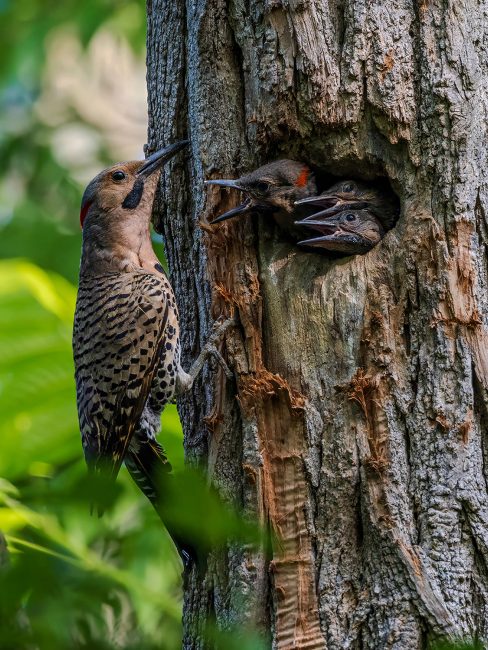 A Tribute to a Tireless Father