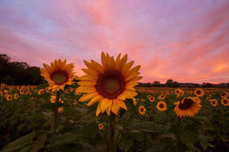 Sunrise Surprise in a Sunflower Field