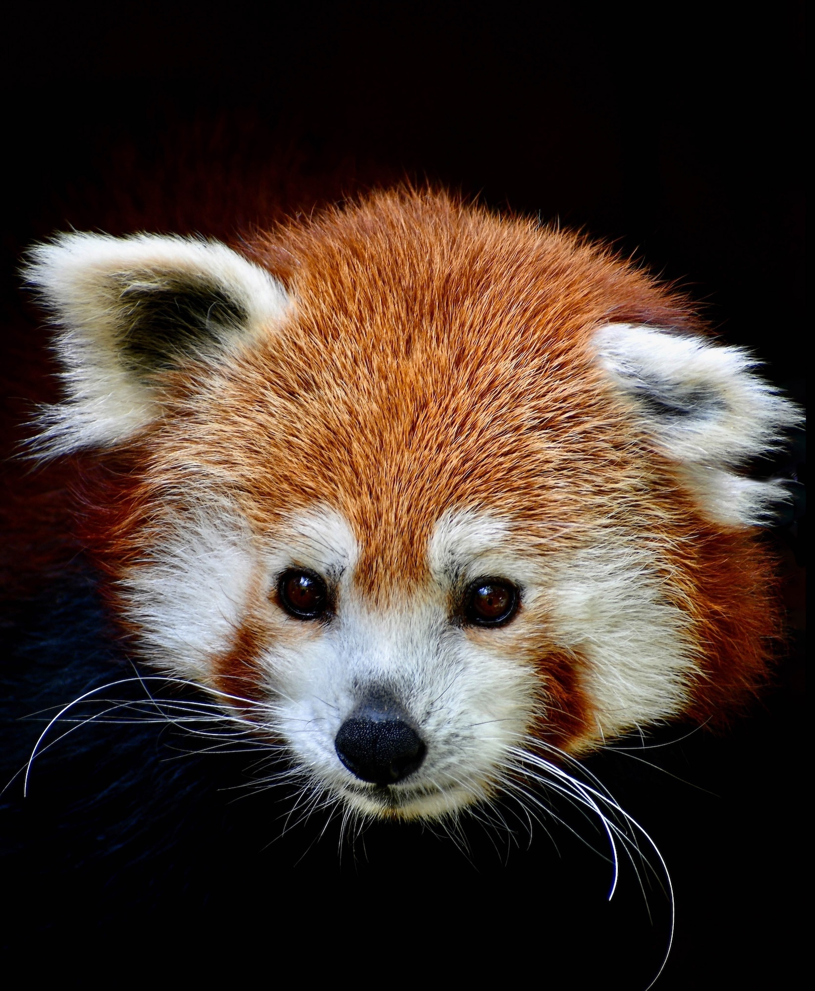Red Pandas in Residence