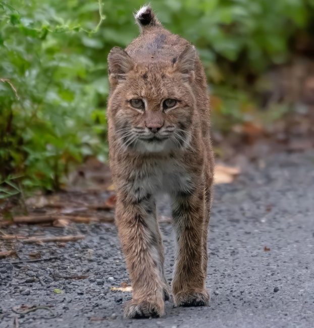 Ghost of the Roadside