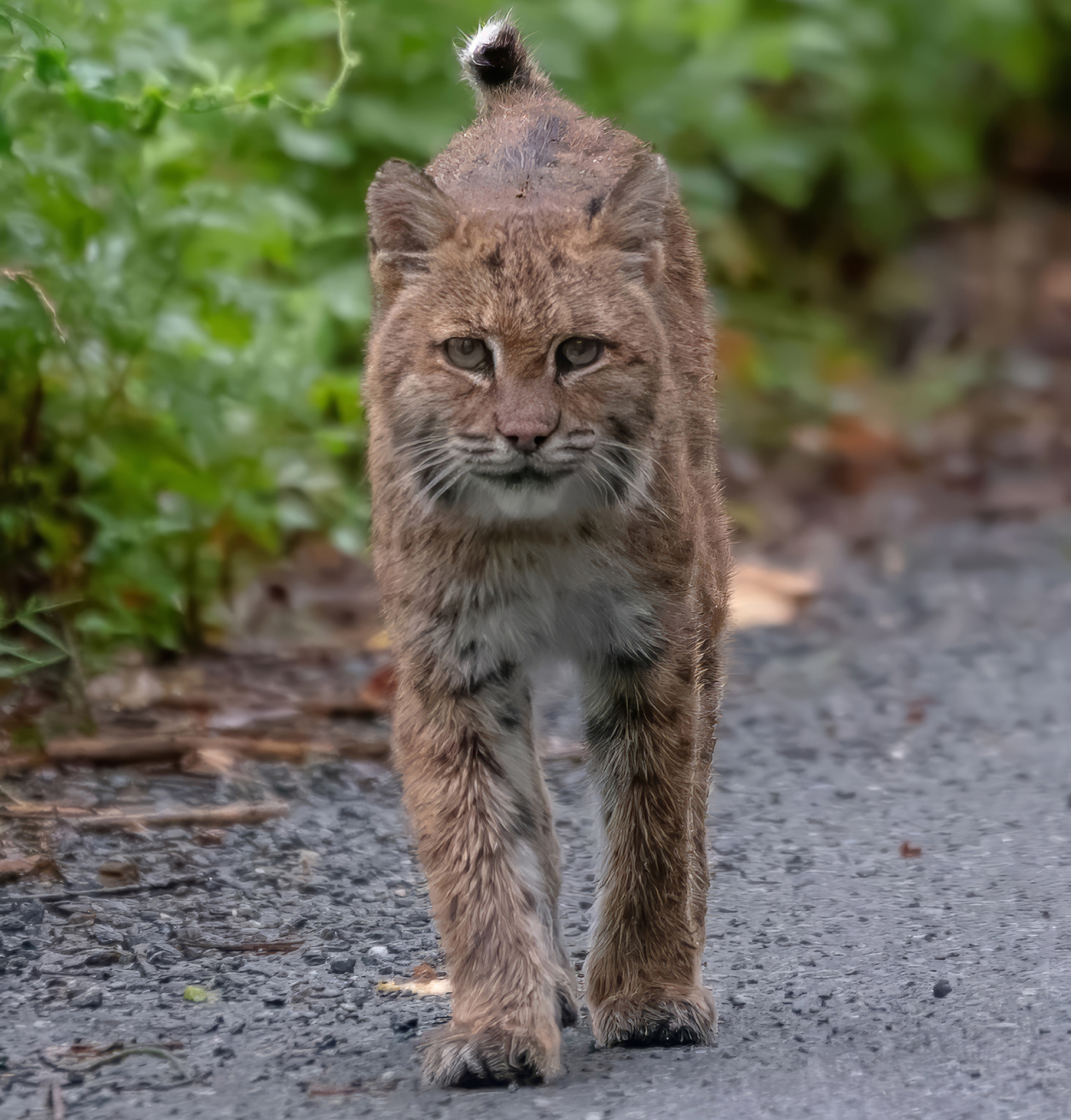 Ghost of the Roadside