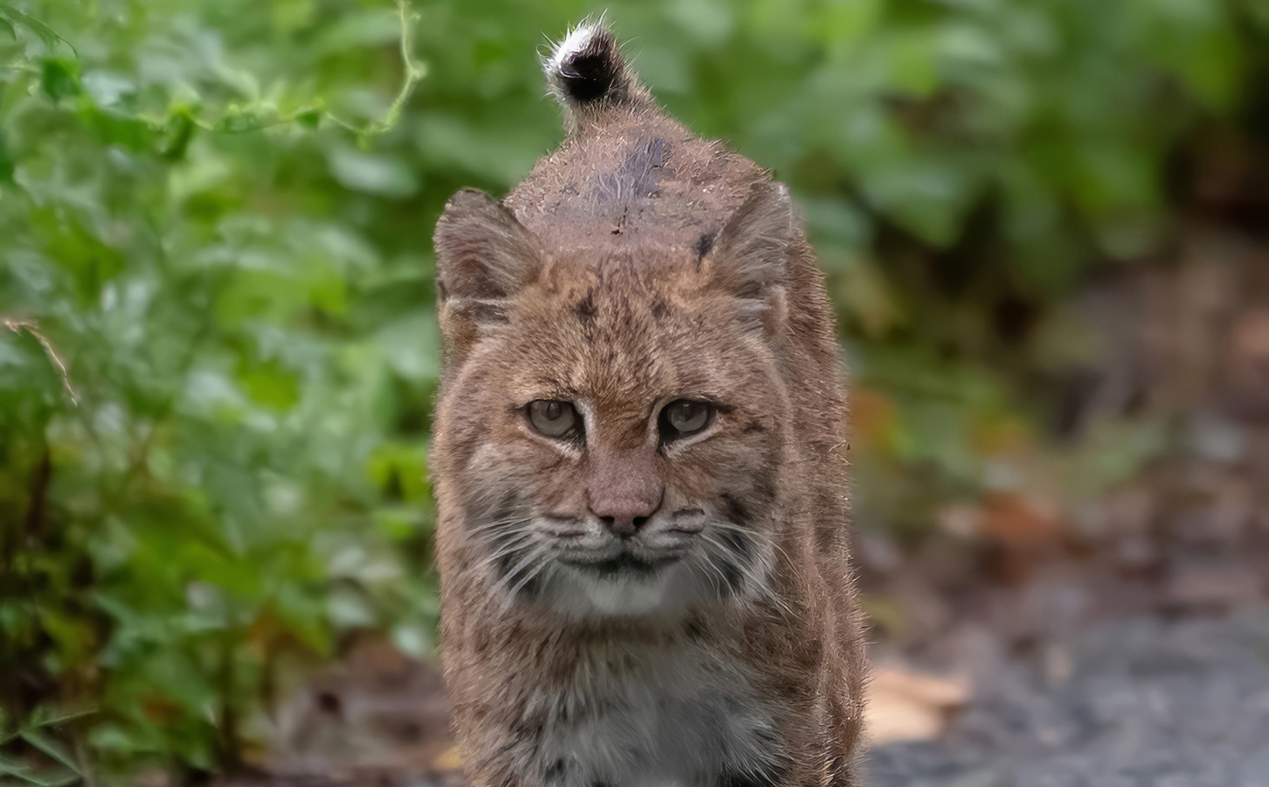 Ghost of the Roadside