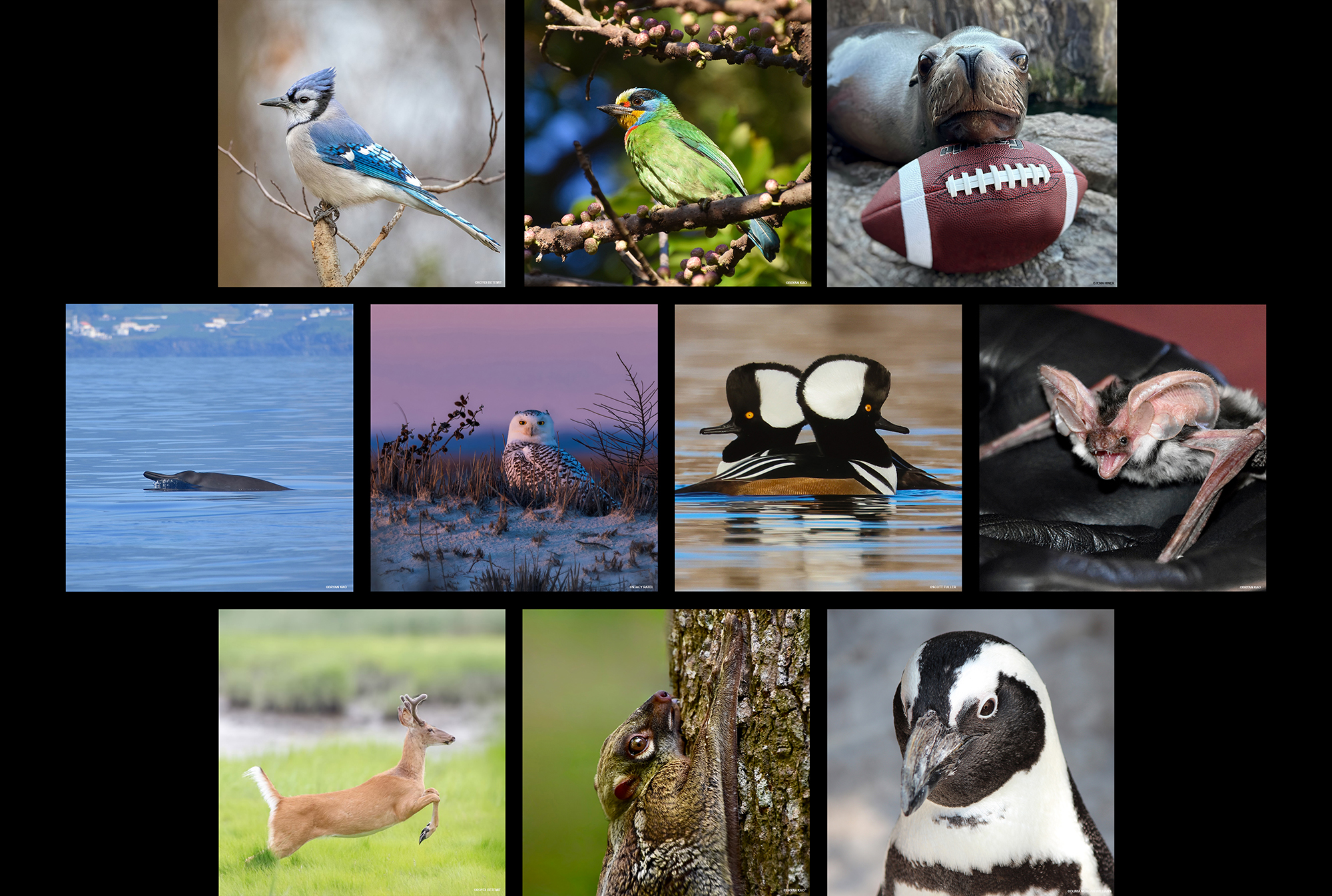 Wild View’s 10 Most Popular Posts from 2025